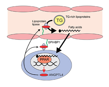 Angiopoietin like 4.
