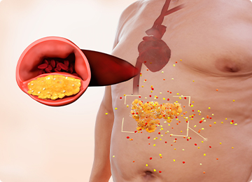 Helps Reduce Visceral Fat.