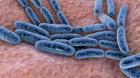 Lactobacillus Gasseri.