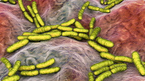 Lactobacillus Paracasei.