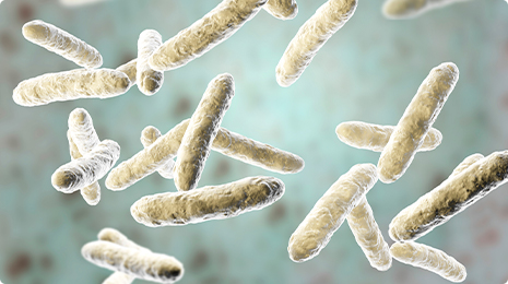 Lactobacillus Plantarum.