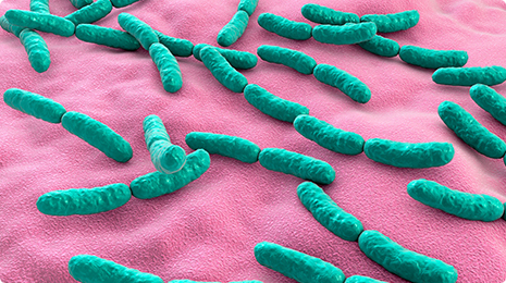 Lactobacillus Rhamnosus.