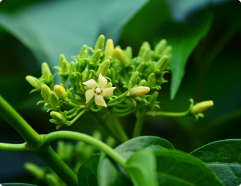 The Sugar Destroyer.